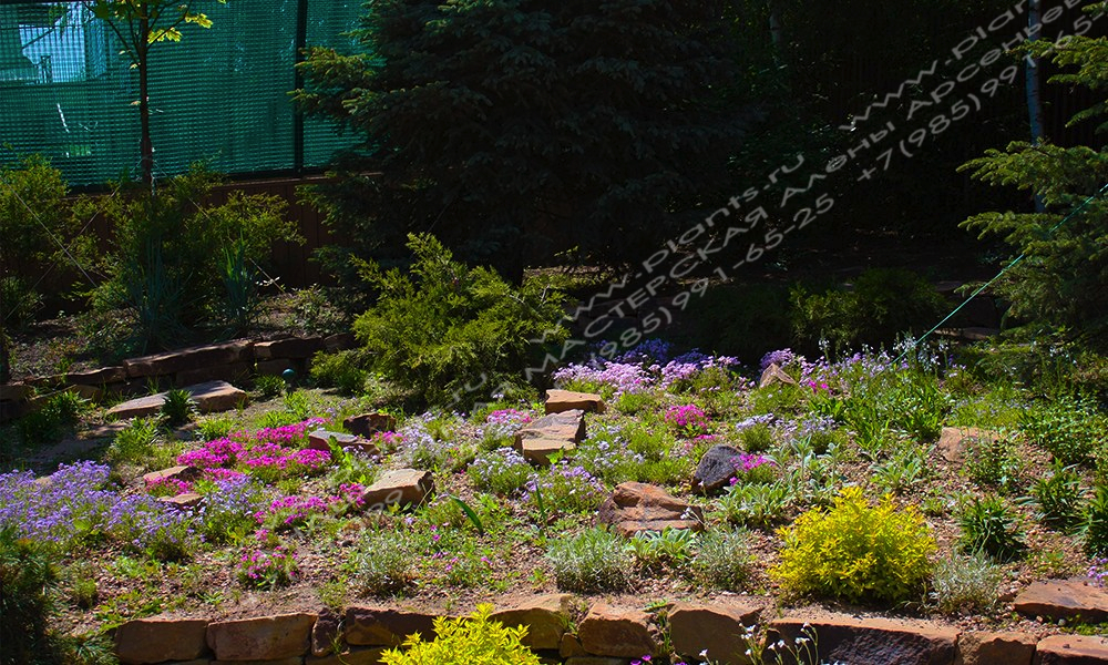 Альпийская горка с подпорной стенокй и подушковидными многолетниками